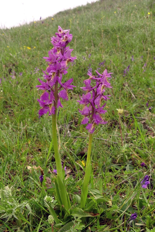 Il lago di Campotosto, orchidee, maltempo eschiarite! maggio/giugno 2023.